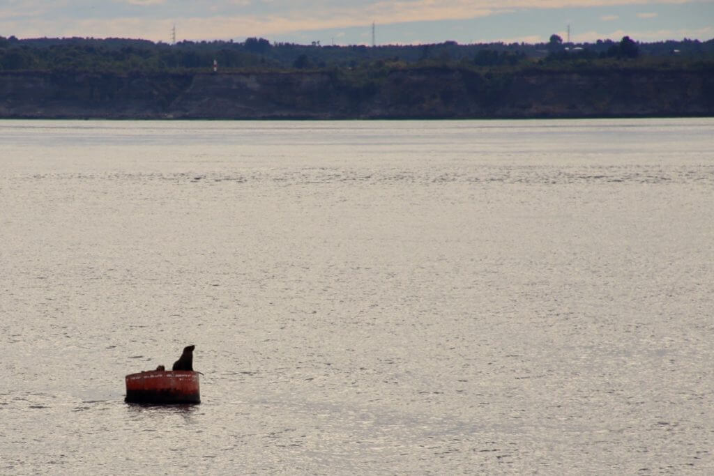 chiloe-island-roadtrip-fährfahrt-individualreise-chile-südchile-urlaub-reise-tip-tricks-beratung-reisebüro