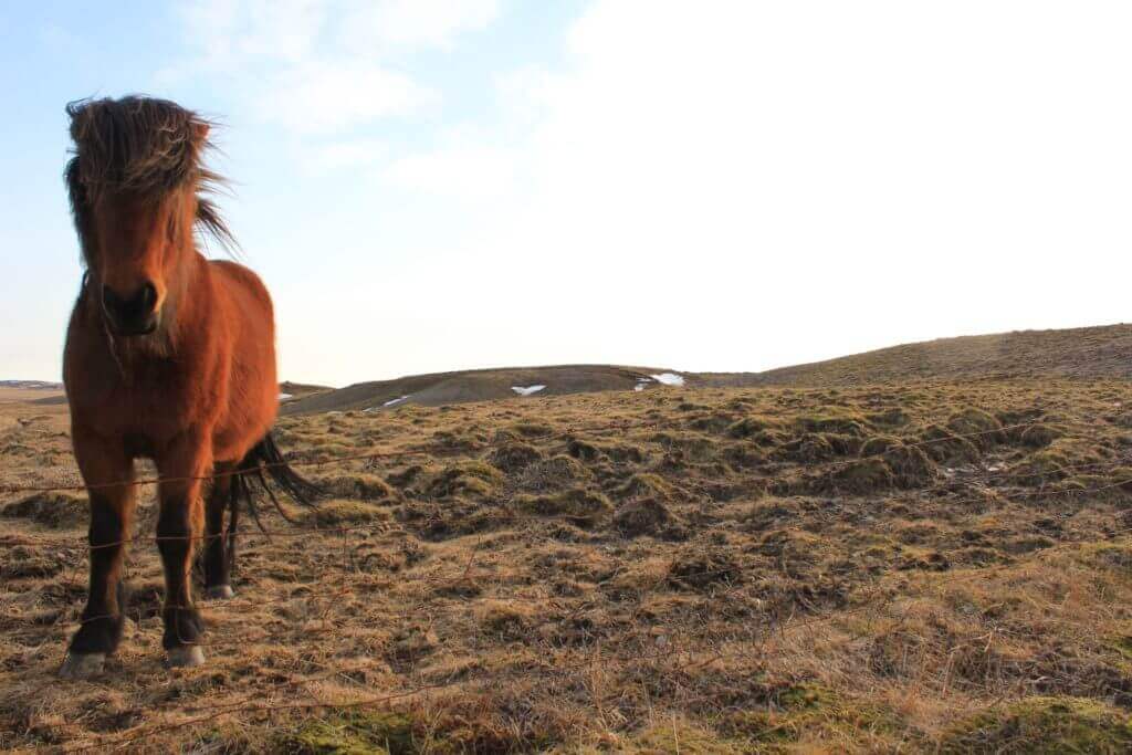 islandpferde-reiturlaub-buchen-reisen-buchen-auf-island-gruppenreise-nordeuropa