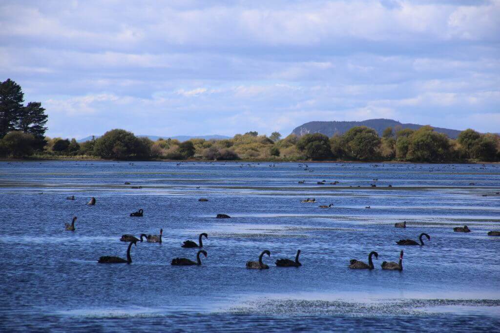 lake-taupo-neuseeland-reiseziele-highlights-reisebüro-beratung-schwarze-schwäne