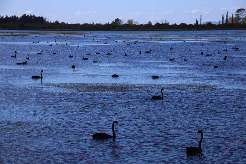 lake-taupo-neuseeland-reiseziele-highlights-sehenswürdigkeiten-reisebüro-beratung-schwarze-schwäne