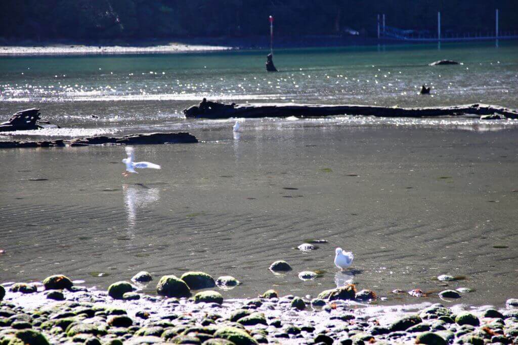 milford-sound-neuseeland-ziel-naturspektakel-tagestour-tagesausflug-highlight-sehenswürdigkeit-südinsel