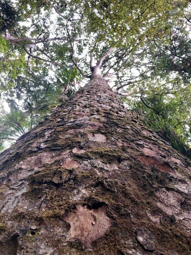 waipaou-forest-nordinsel-reiseziele-reisebüro-rundreise-heidi-thalmeier-go-holidate-pdu