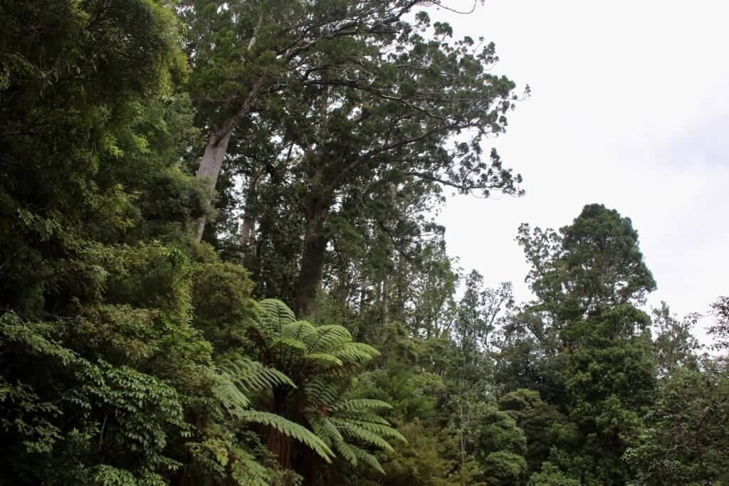 waipaou-forest-neuseeland-reiseziele-reisebüro-urwald-sicher-reisen-reiseblog