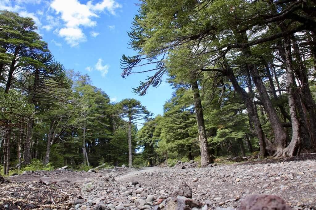 chile-rundreise-nationalpark-roadtrip-anden-reiseidee-chile-reiseblog-reisen-reiseidee-urlaub-chile-wanderreise