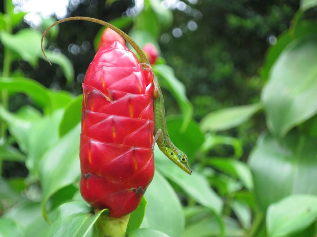 reiseblog-urlaub-reise-martinique-planen