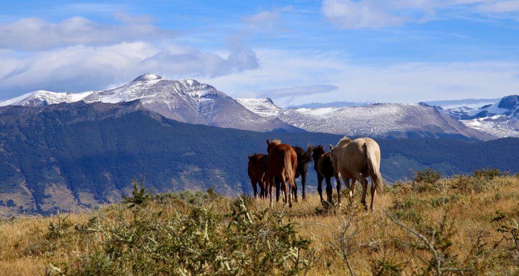 chile-urlaub-patagonien-reisespezialist-individual-tour-luxusreise-puyuhuapi-klein-ventisquero-colgante-reise-sued