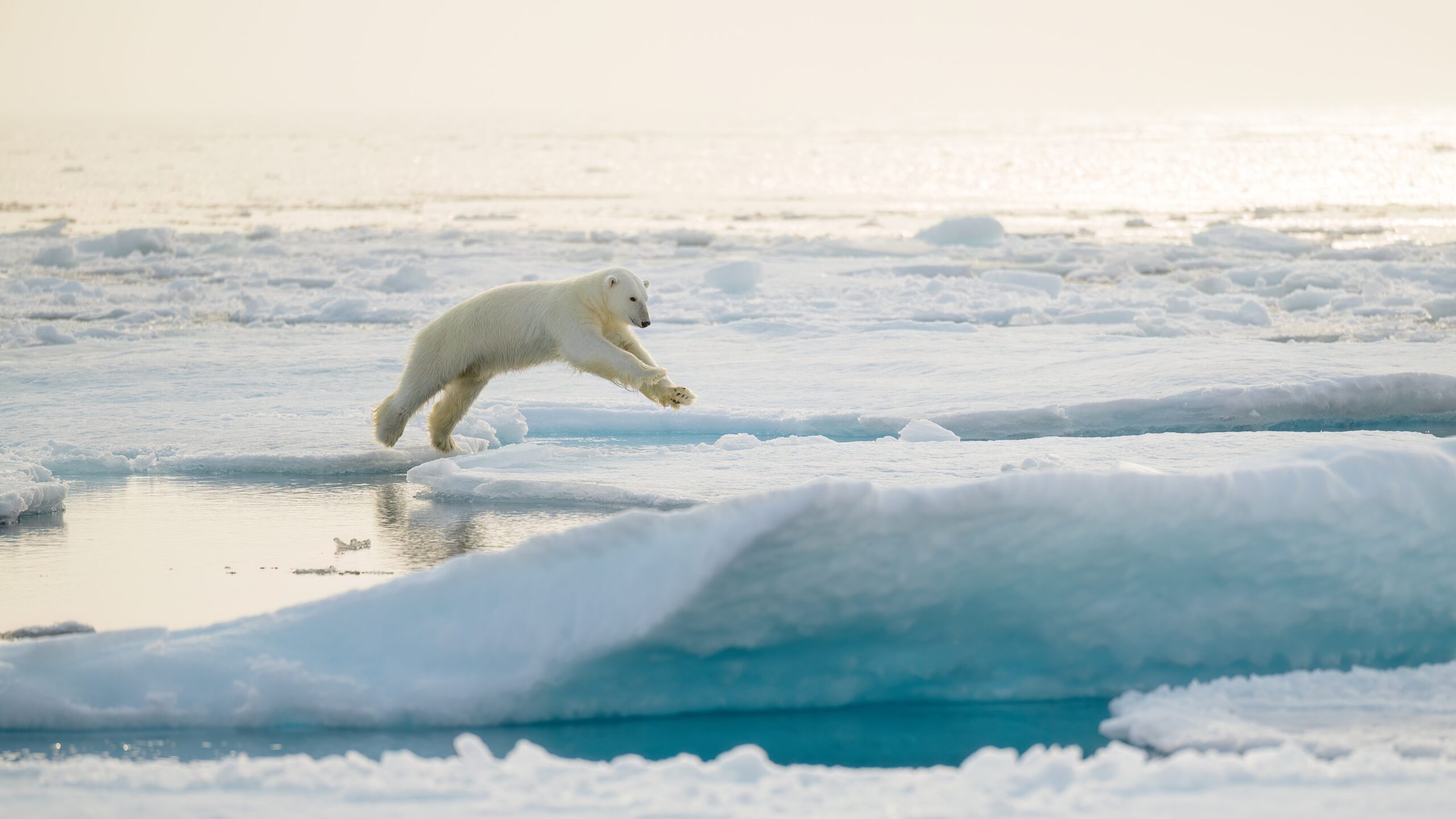 eisbär-polar-bear-svalbard-hurtigruten-reise-spitzbergen-polar-arktis-norwegen-schiff-eisberg-kreuzfahrt