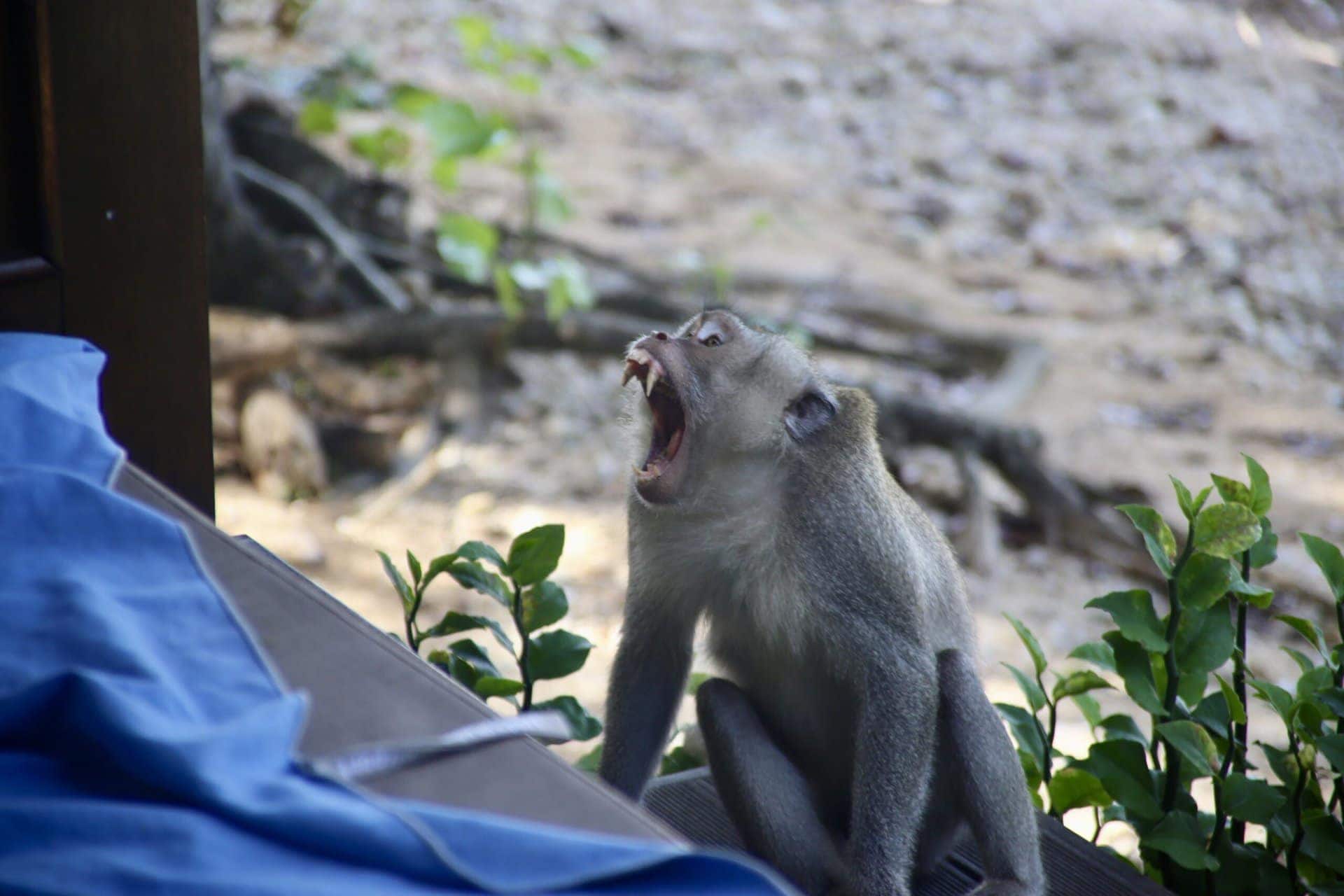 reise-bali-indonesien-urlaub-norden-nordwesten-insel-sonne-strand-meer-affe-reiseblog