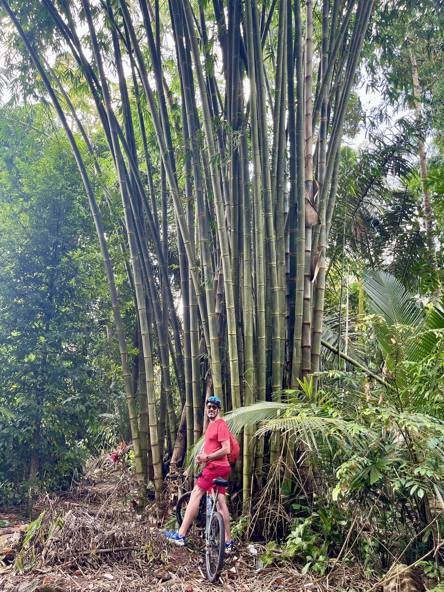 bali-indonesien-urlaub-norden-nordwesten-insel-sonne-strand-meer-anbau-bambus-reiseblog