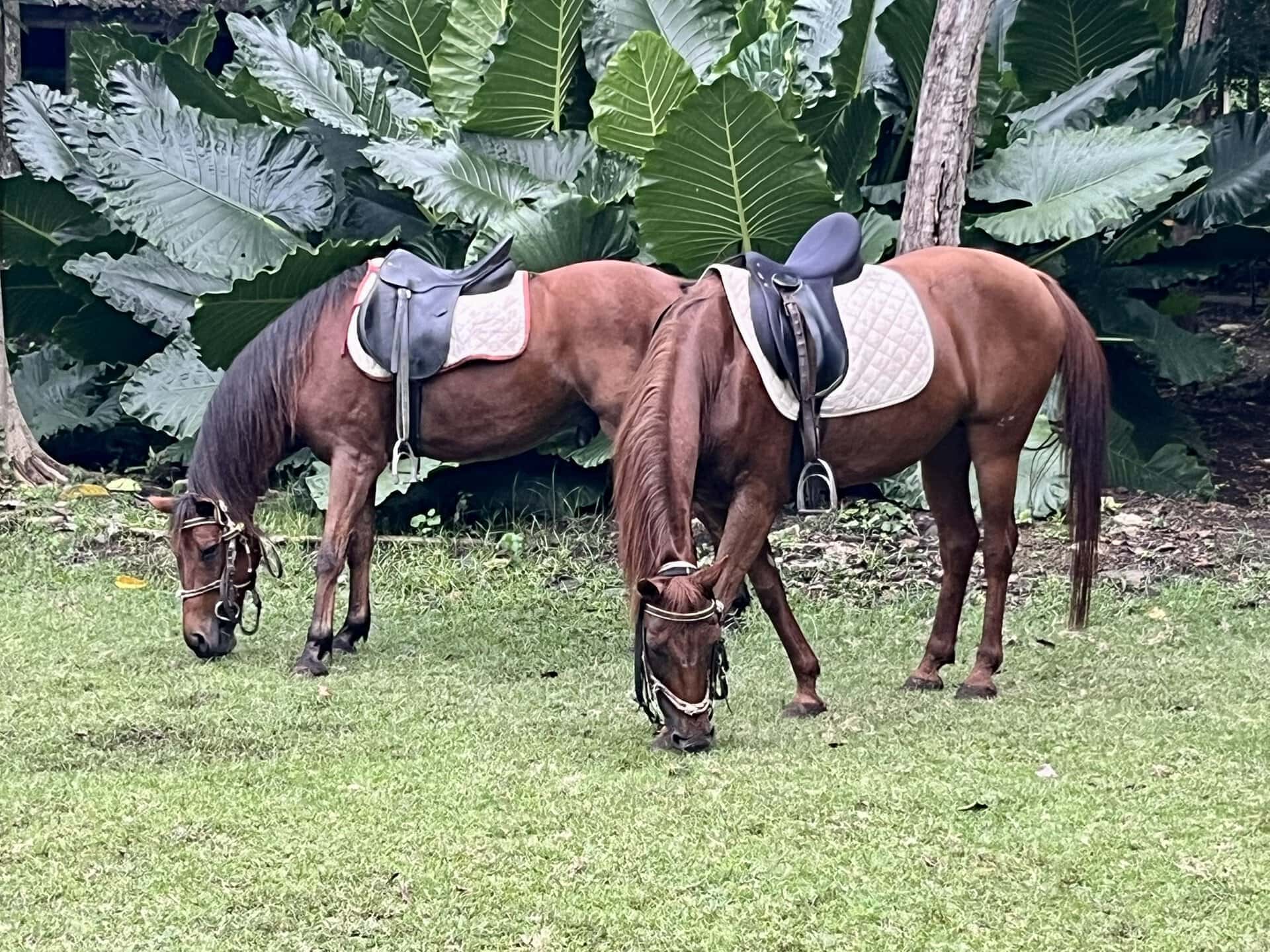 bali-indonesien-urlaub-norden-insel-sonne-strand-meer-ausritt-pferde-reiseblog