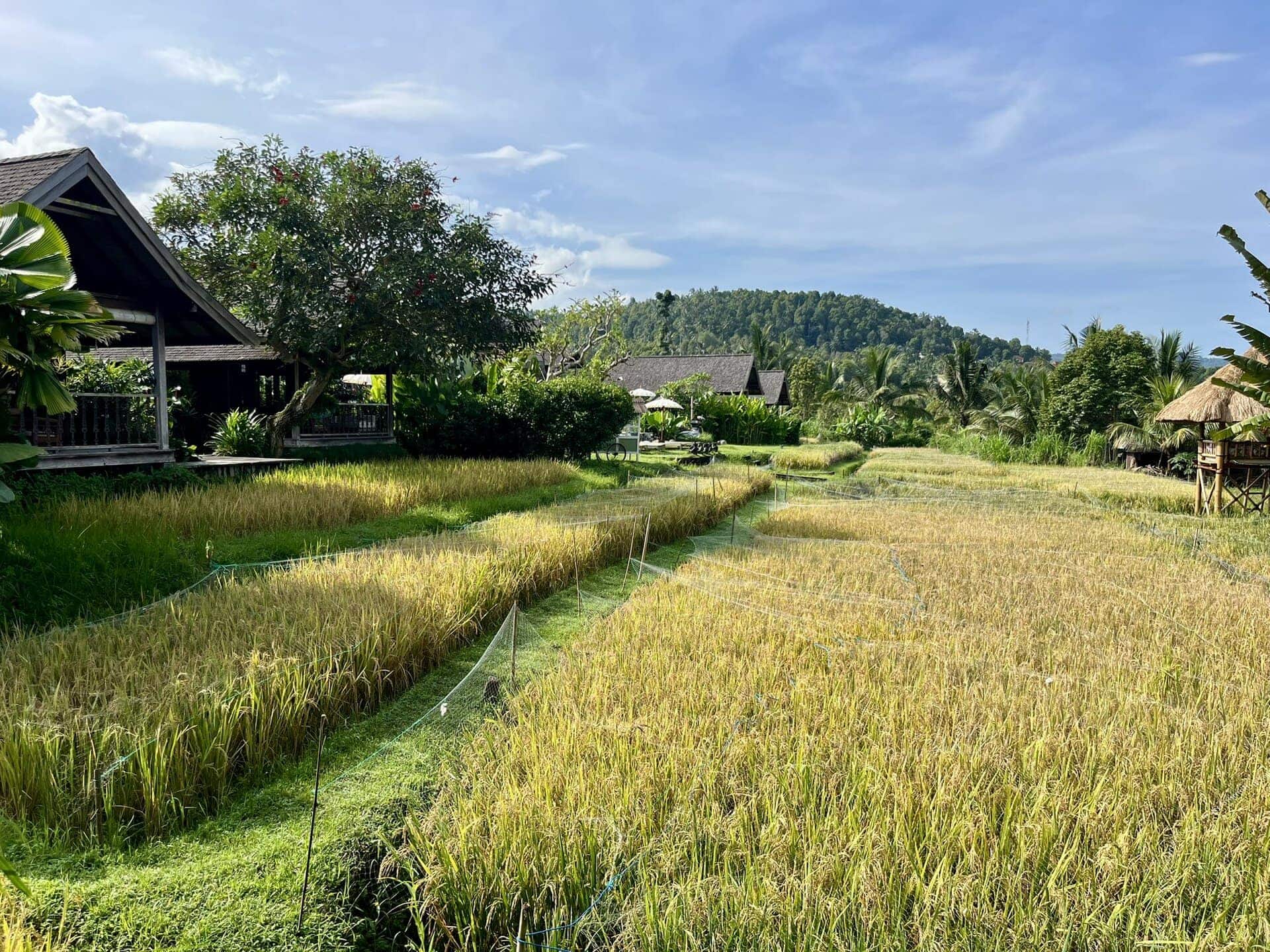 bali-indonesien-urlaub-norden-nordwesten-insel-sonne-strand-meer-aussicht-gruene-wiese-reiseblog