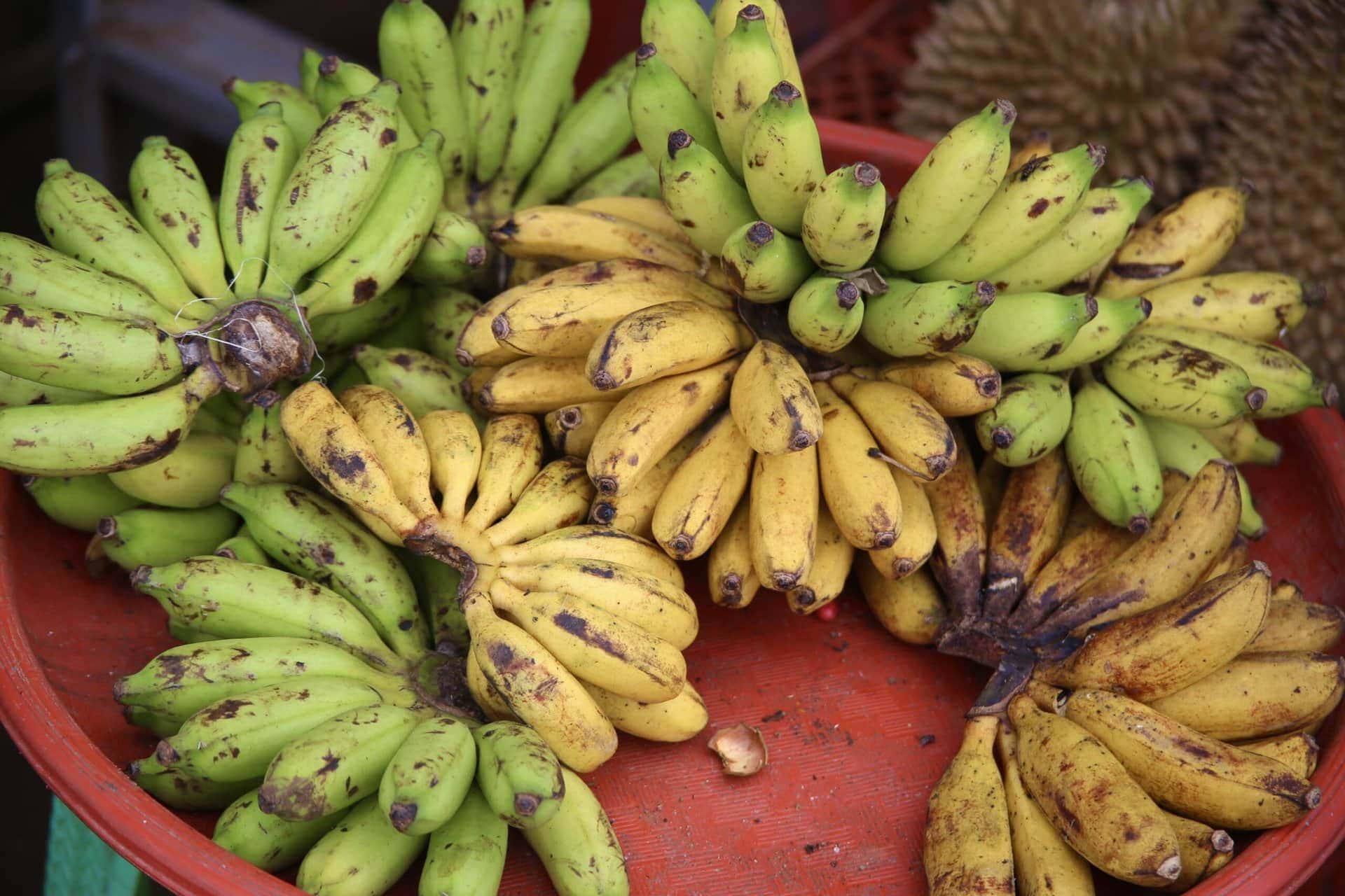 bali-indonesien-urlaub-norden-nordwesten-insel-sonne-strand-meer-bananen-reiseblog