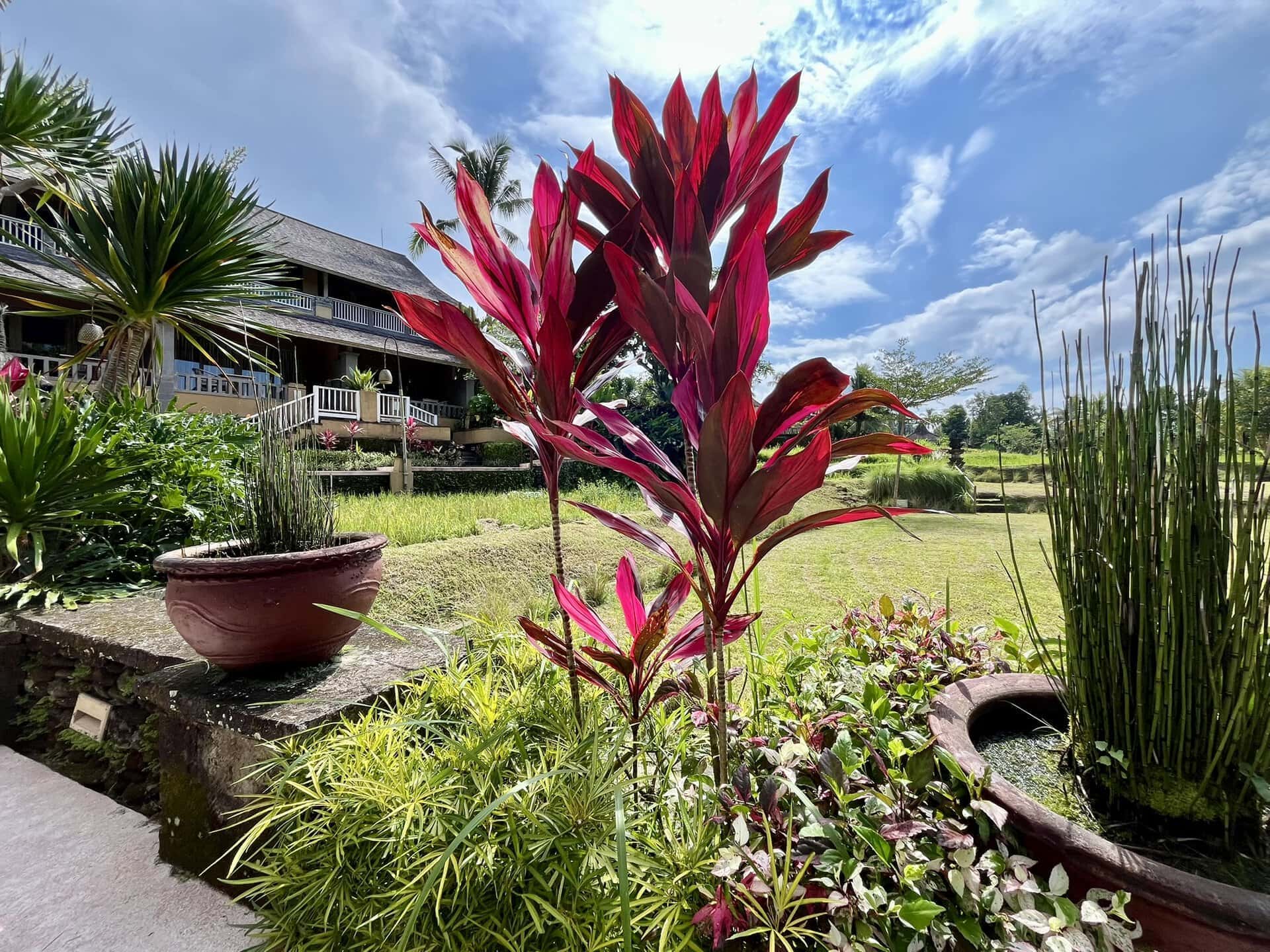 bali-indonesien-urlaub-norden-nordwesten-insel-sonne-strand-meer-gruen-blume-reiseblog