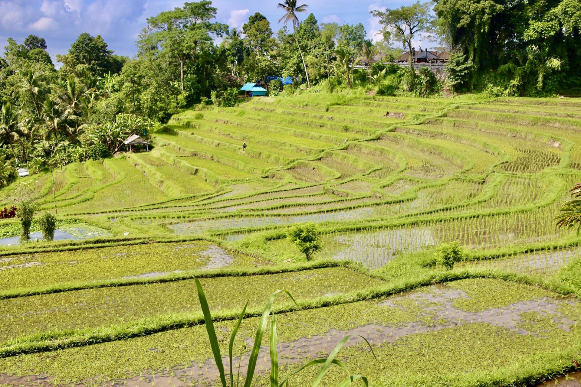 bali-indonesien-urlaub-norden-nordwesten-insel-sonne-strand-meer-gruene-reisterrassen-reiseblog