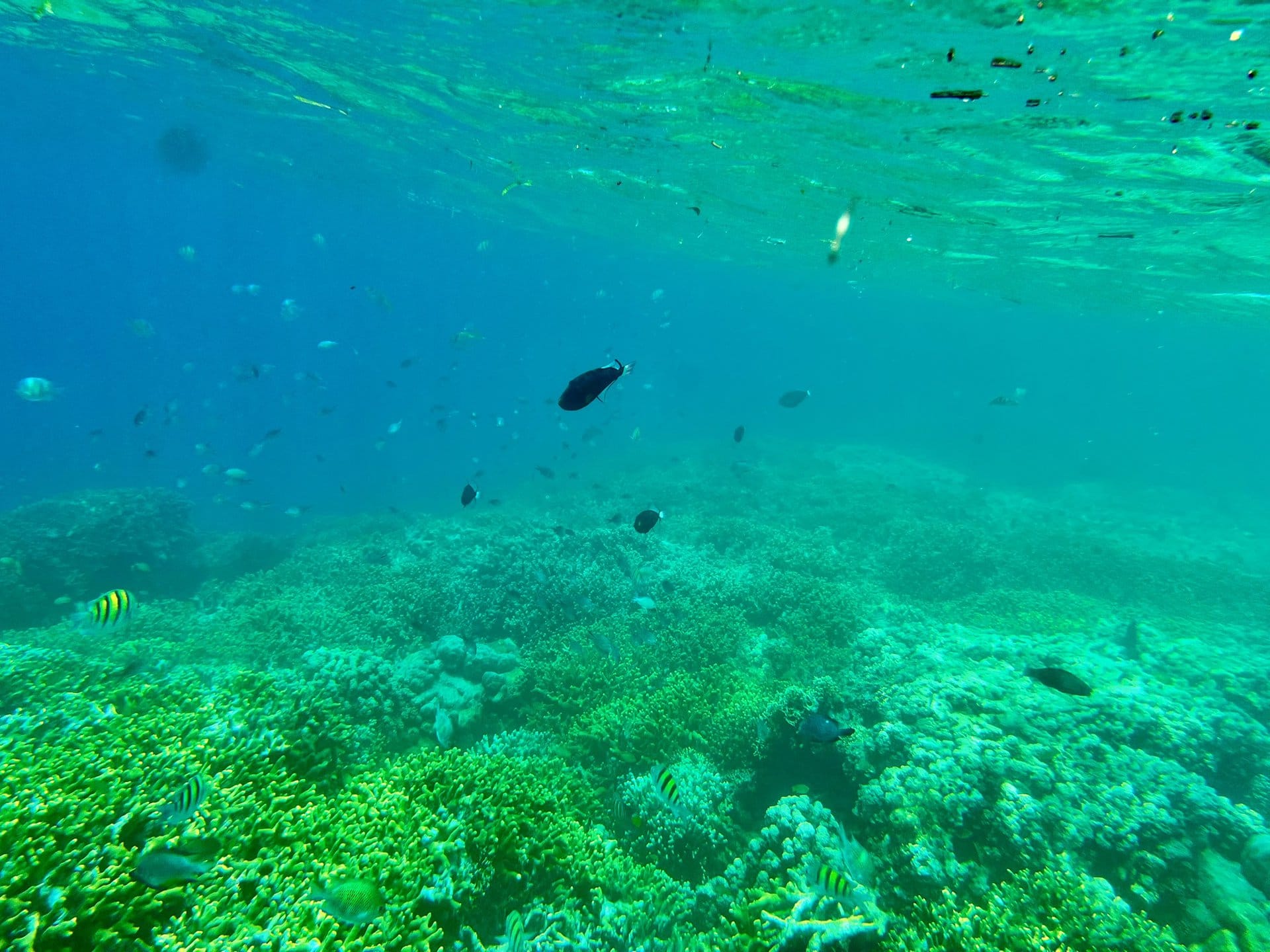 bali-indonesien-urlaub-norden-nordwesten-insel-sonne-strand-meer-koralle-reiseblog