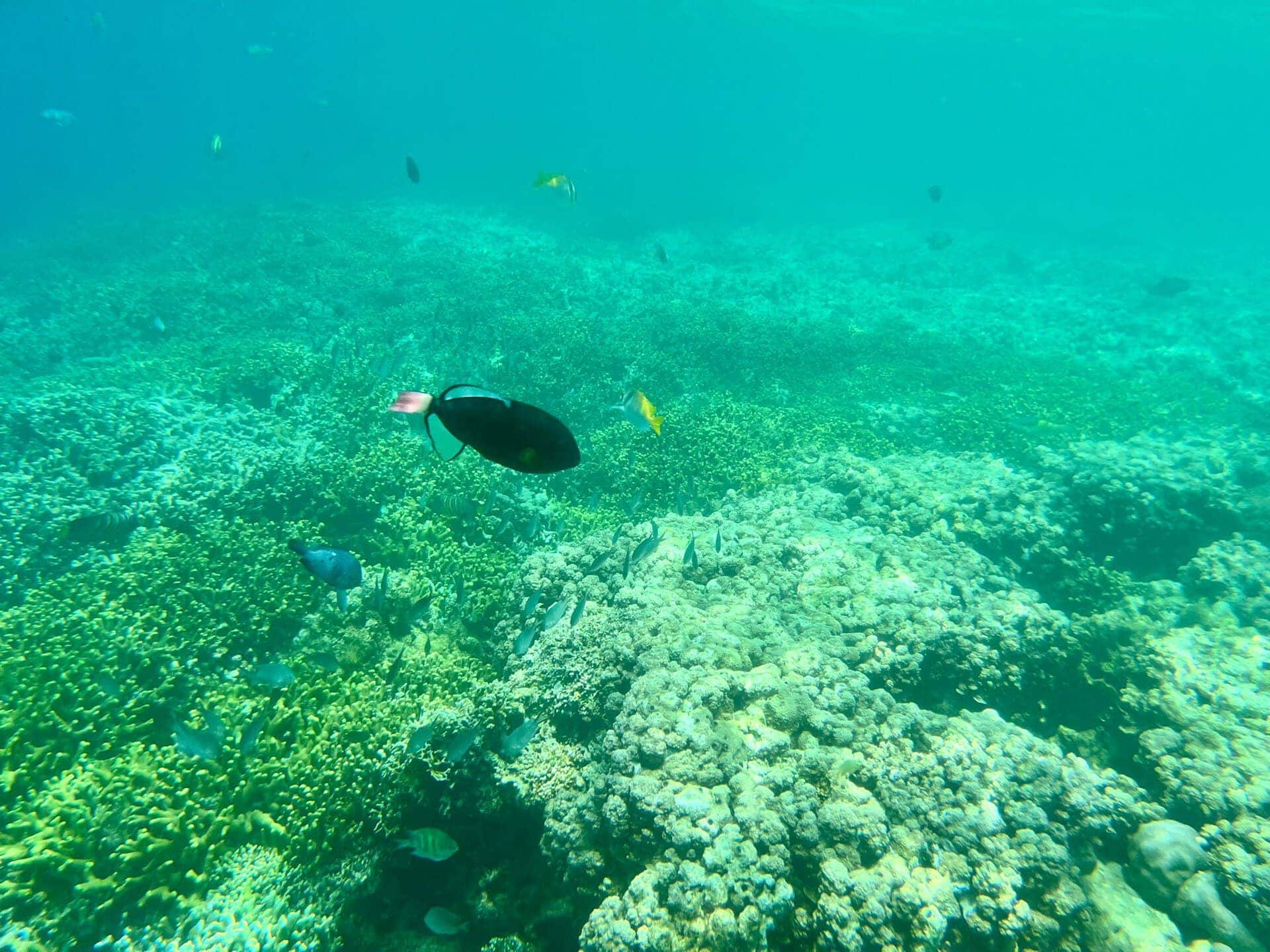 bali-indonesien-urlaub-norden-nordwesten-insel-sonne-strand-meer-korallenriff-reiseblog