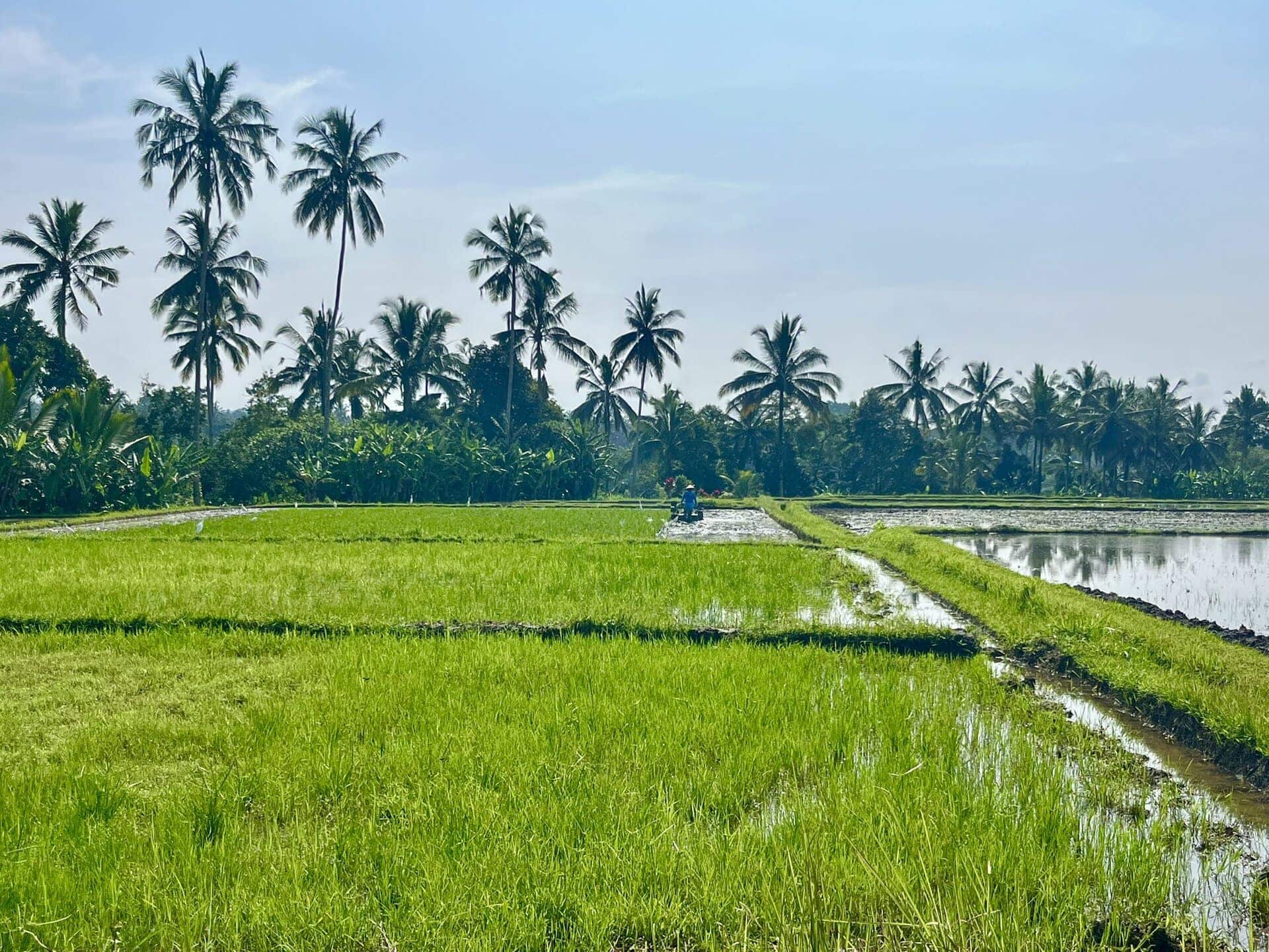 bali-indonesien-urlaub-norden-nordwesten-insel-sonne-strand-meer-landschaft-reis-reiseblog