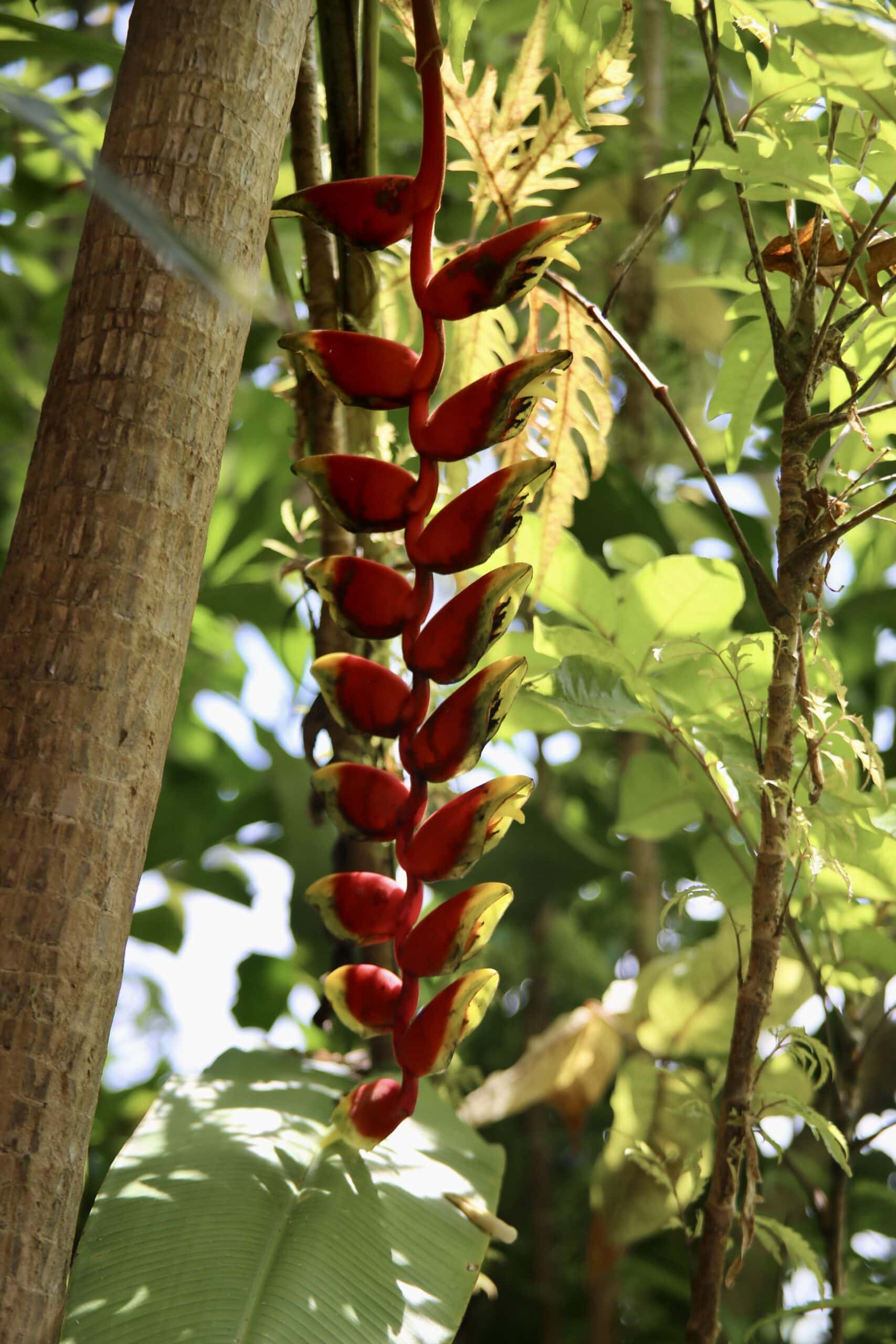 bali-indonesien-urlaub-norden-nordwesten-insel-sonne-strand-meer-pflanzengewaechs-reiseblog