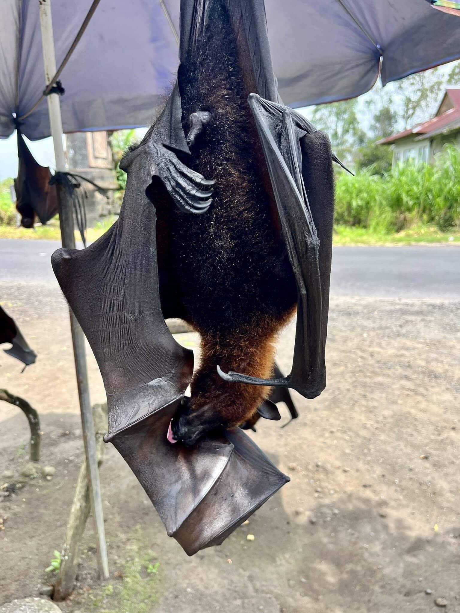 bali-indonesien-urlaub-norden-nordwesten-insel-sonne-strand-meer-tierwelt-reiseblog