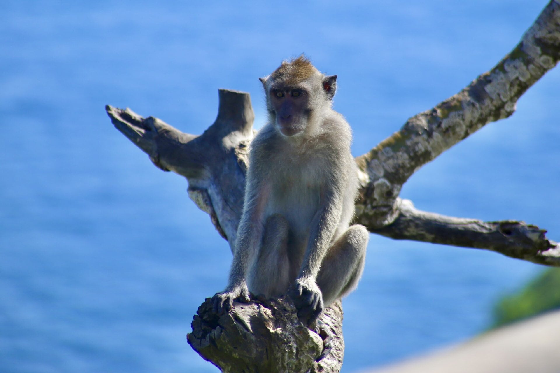 bali-indonesien-urlaub-sueden-suedosten-insel-sonne-strand-meer-sanur-nusa-penida-affe-reiseblog