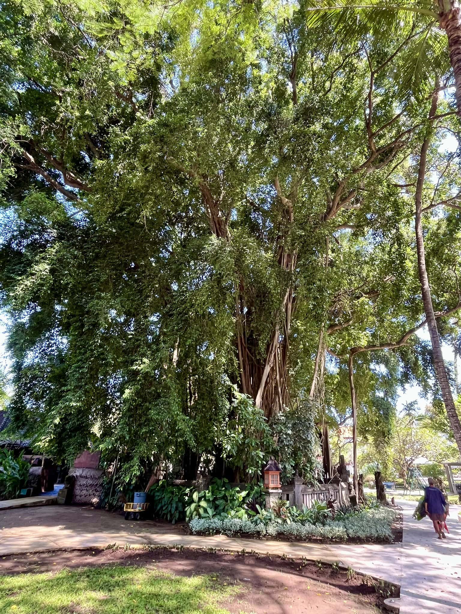 bali-indonesien-urlaub-sueden-suedosten-insel-sonne-strand-meer-sanur-nusa-penida-beautiful-baum-reiseblog