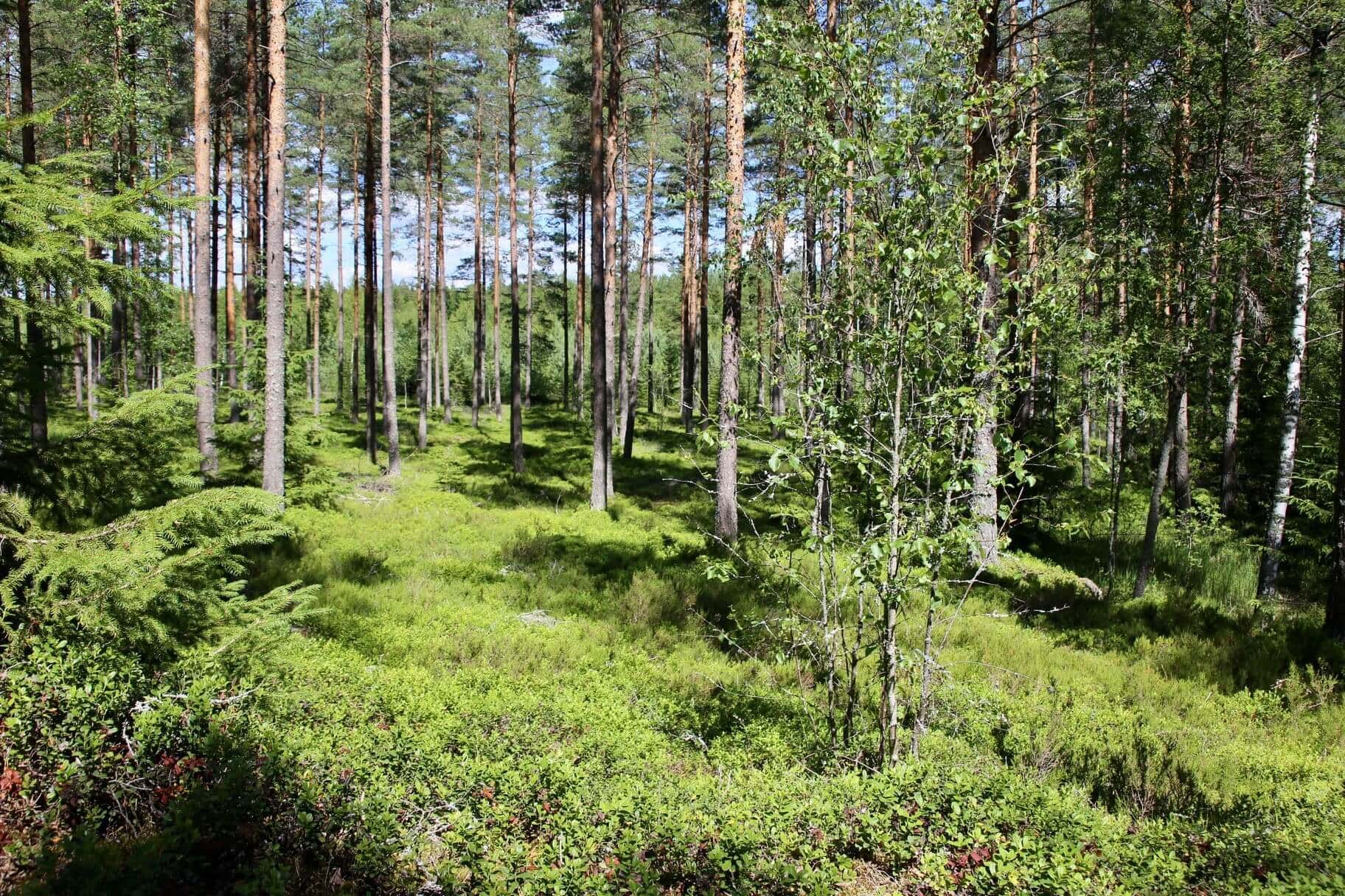 reiseblog-skandinavien-reise-nach-finnland-reiseblog