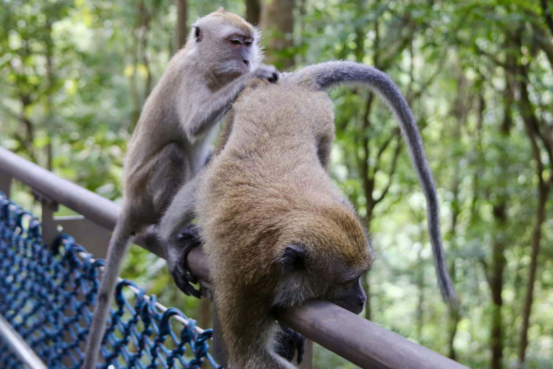 städtereise-singapur-reiseblog-indonesien-urlaub-affenpaerchen-reise