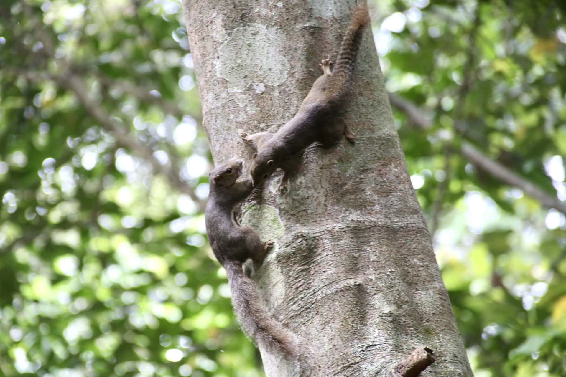 städtereise-singapur-reiseblog-indonesien-urlaub-architektur-animals-reise