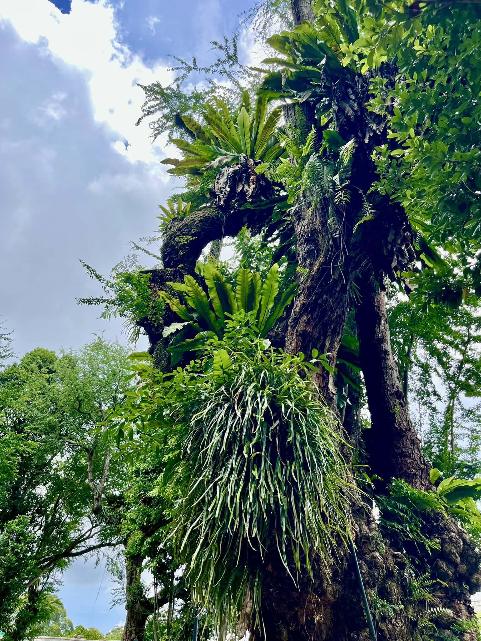 städtereise-singapur-reiseblog-indonesien-urlaub-park-palme-reise