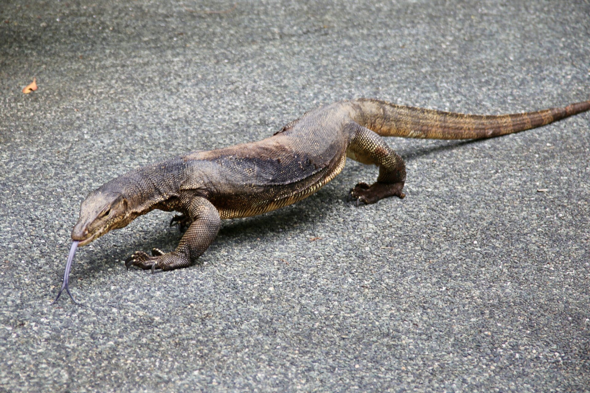 städtereise-singapur-reiseblog-indonesien-urlaub-park-pflanzen-tierwelt-echse-reise