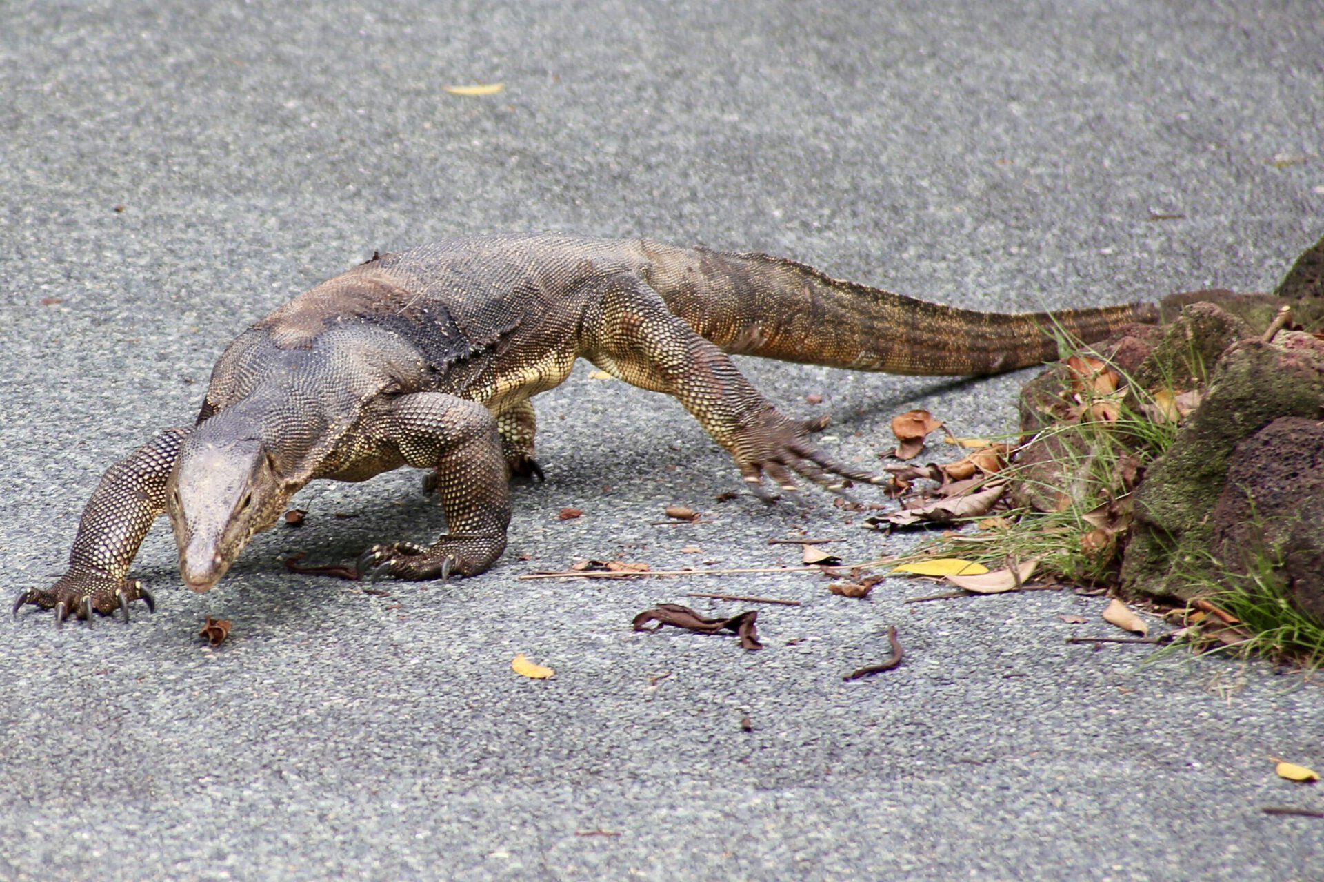 städtereise-singapur-reiseblog-indonesien-urlaub-park-pflanzen-tierwelt-reise