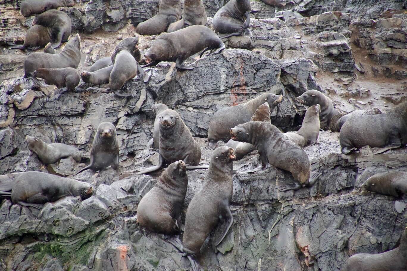 reiseblog-robben-seeloewen-ushuaia