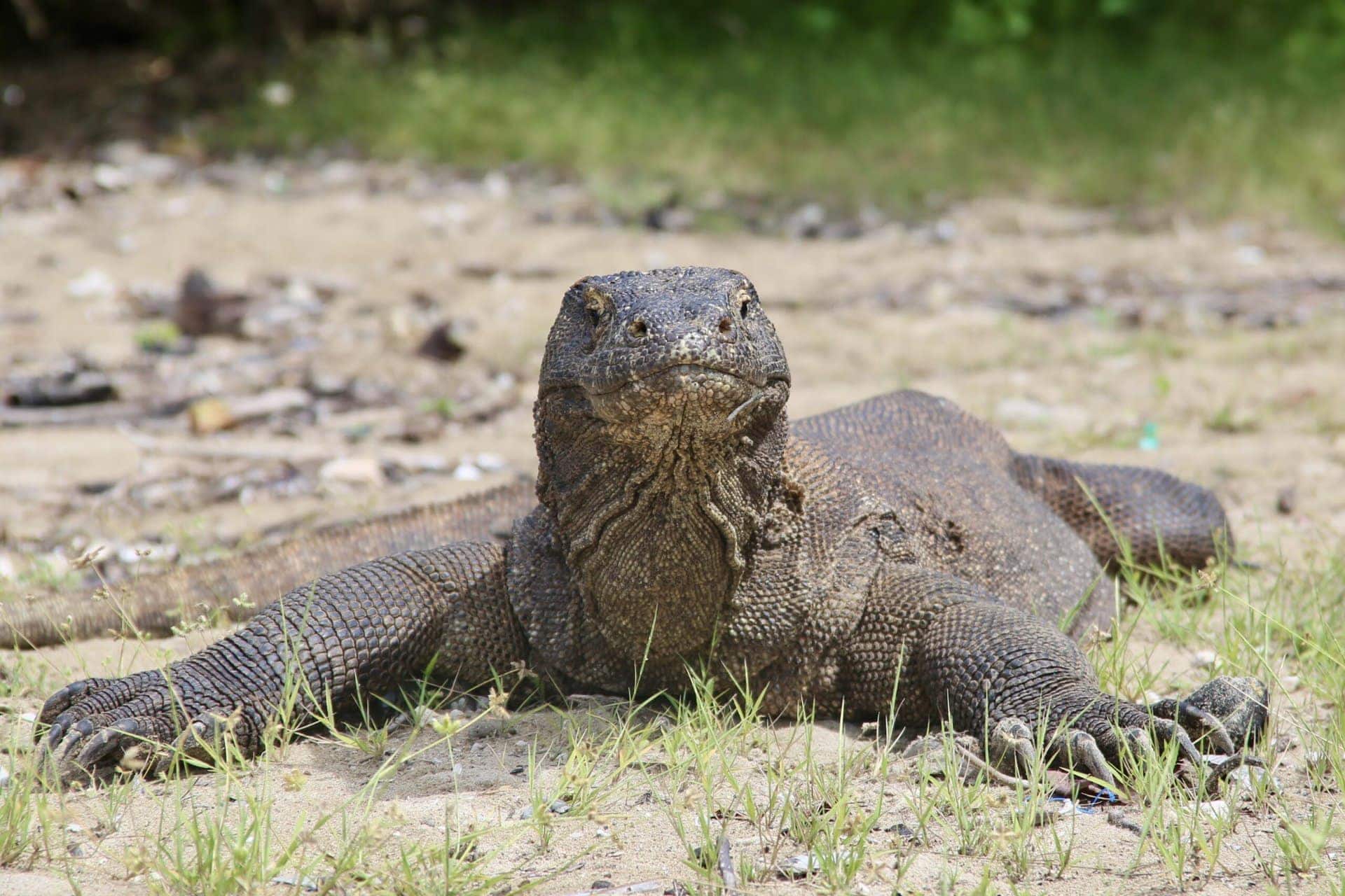 reiseblog-indonesien-flores-komodo-inseln-urlaub-sonne-palmen-strand-hello-reise