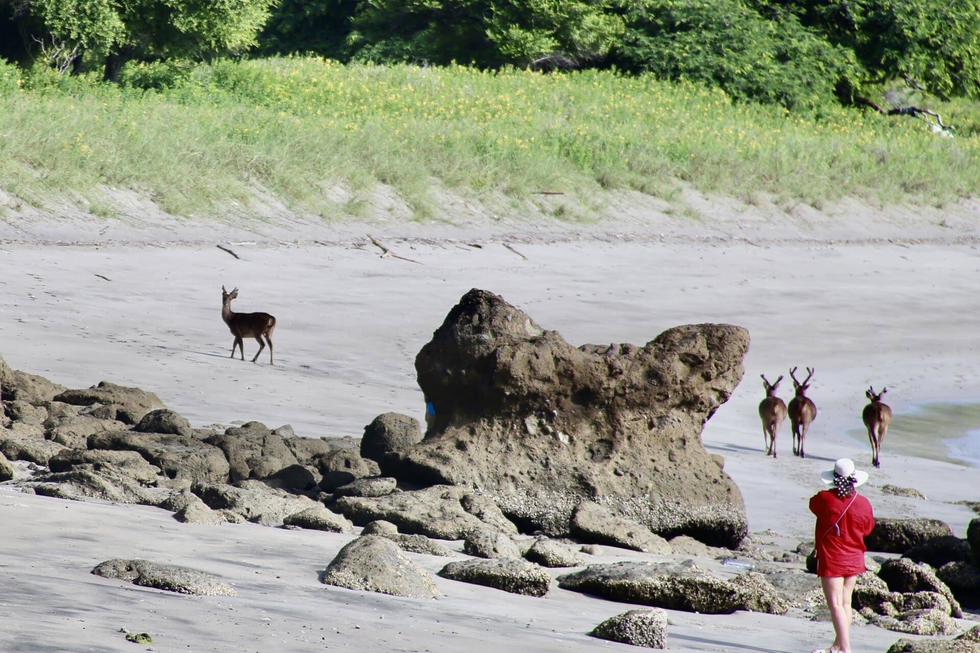 reiseblog-indonesien-flores-komodo-inseln-urlaub-sonne-palmen-strand-hirsche-reise