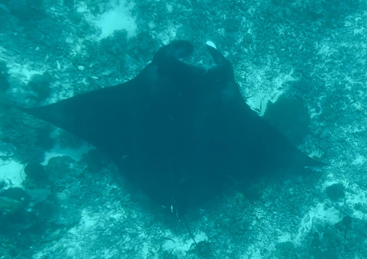 reiseblog-indonesien-flores-komodo-inseln-urlaub-sonne-palmen-strand-rochen-reise