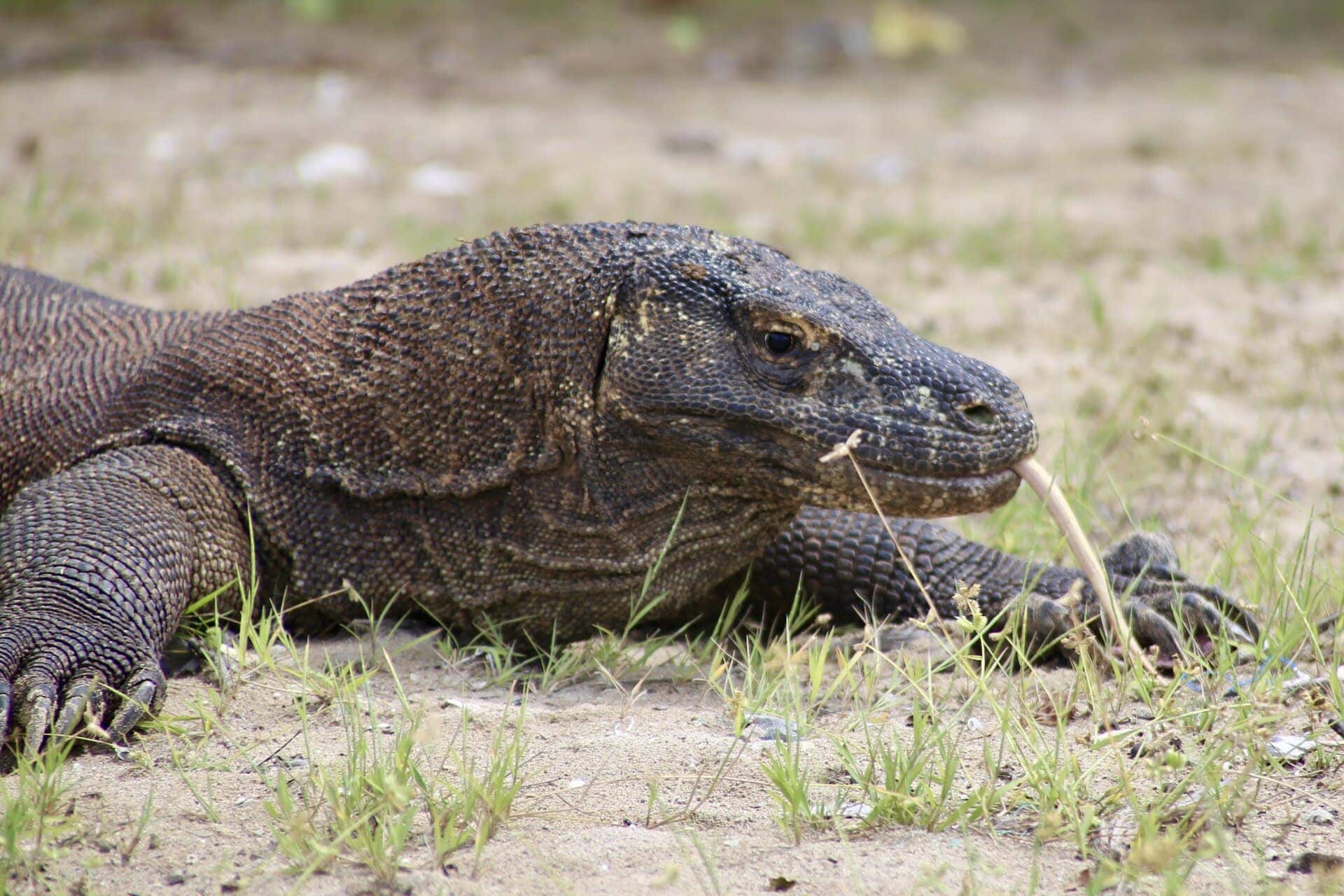 reiseblog-indonesien-flores-komodo-inseln-urlaub-sonne-palmen-strand-saurier-reise